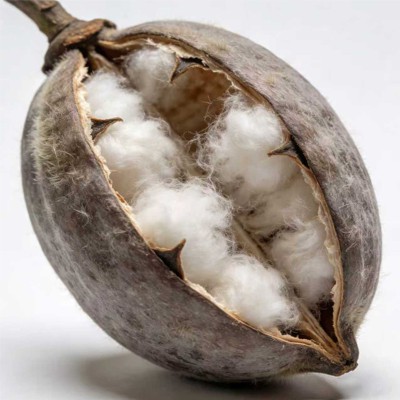 Ki diferans ki genyen ant fib kapok ak fib koton?